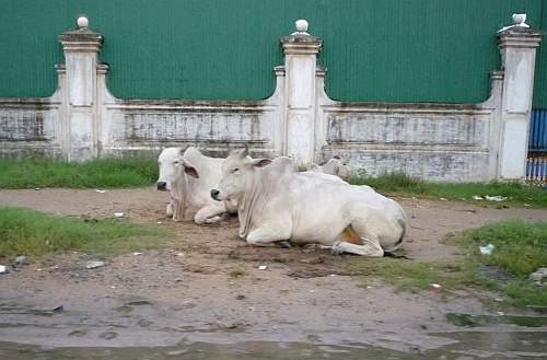 Two cows on a Phnom Penh street