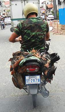 Carrying chickens on a motorcycle