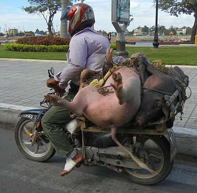 Pigs on a motorcycle