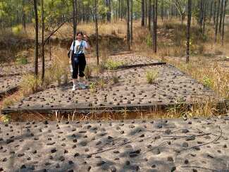 Unknown concrete platforms in the forest