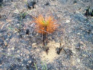 Pine tree sprout in burned area