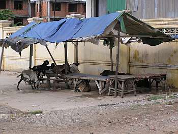 Closed food stall