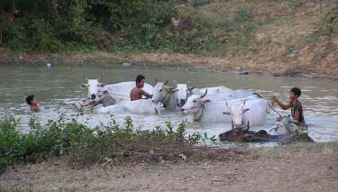 Boys and cattle in a pond