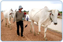 Oxen used for plowing in Cambodia