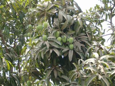 Mangoes on the side of the house