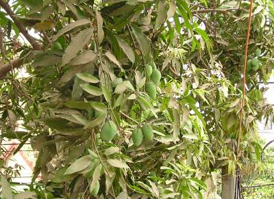 Mangoes on front tree