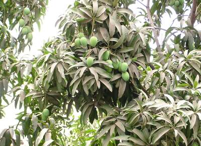 Mangoes on side tree