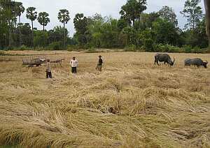 Women in the rice field