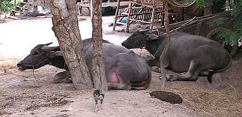 Two Cambodia buffalo