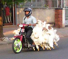 Ducks on their way to market