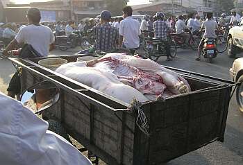 Pig carcasses going to market