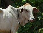 Cambodian cow