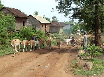 Cattle on rural road