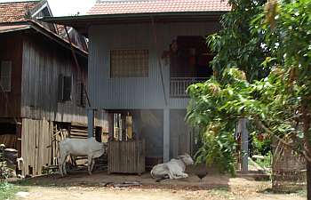 Cows sharing the house