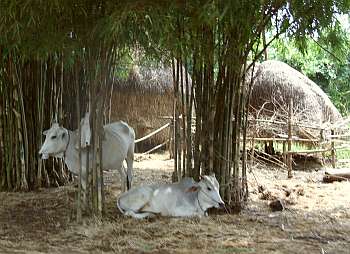 Cows resting in shade