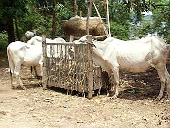 Cattle feeding on hay at trough