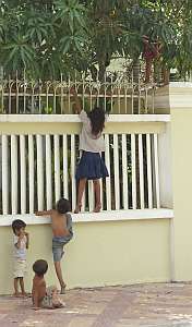 Kids stealing mangoes