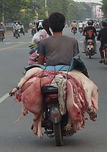 Dead pigs on a motorcycle
