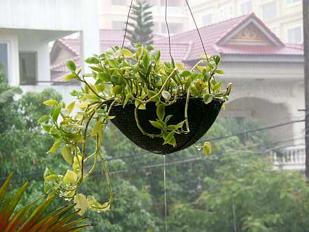 Plant in the rain