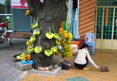 The banana tree