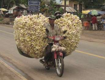 Load of corncobs