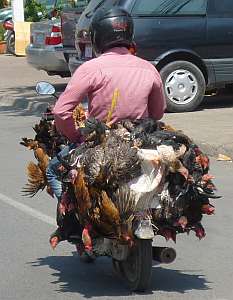 Hauling chickens on a motorcycle