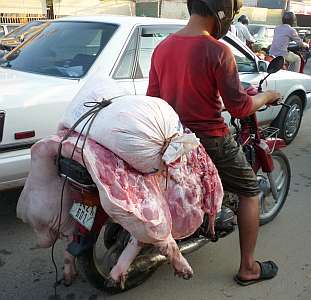 Slaughtered pigs on a motorcycle