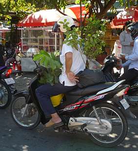 Carrying plants on a motorcycle
