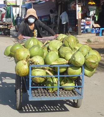 Coconut vendor