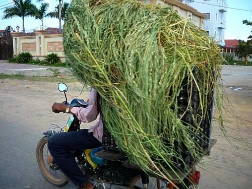 Motorcycle load of eggs and hay