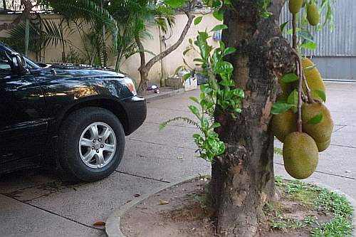 Jackfruit