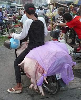 Pig carcasses on a motorcycle