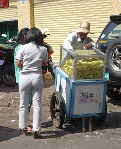 Sugar cane to chew