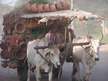 Ox cart loaded with pottery
