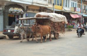 Ox cart with pottery