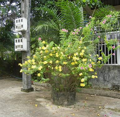 Flowers around the church