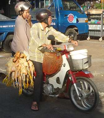 Lady sitting on plucked chickens