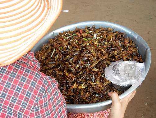 Fried grasshoppers