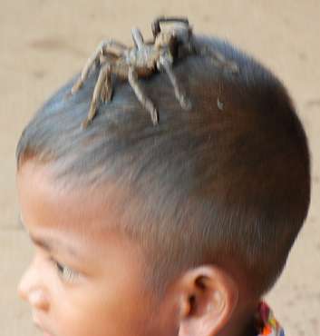 A tarantula on a boy's head