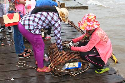 Opening crab shells