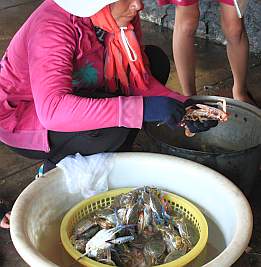 Opening crab shells