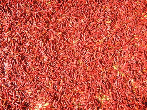 Red chilis set out to dry