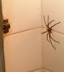 A large spider in the hotel room