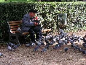 Feeding pigeons