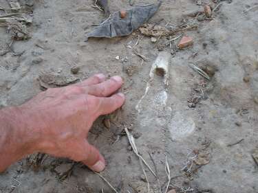 Bone in the ground at Killing Fields