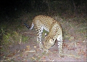 Cambodian Leopard
