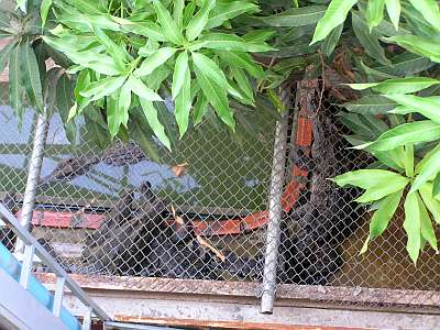 Crocodiles in Phnom Penh