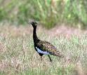 Bengal florican in Cambodia