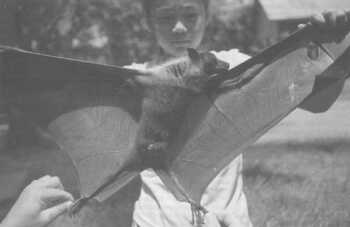 Flying fox bat from Cambodia