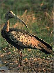 Giant ibis in Cambodia